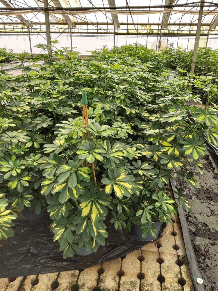 SCHEFFLERA GOLD CAPELLA 3P VP21