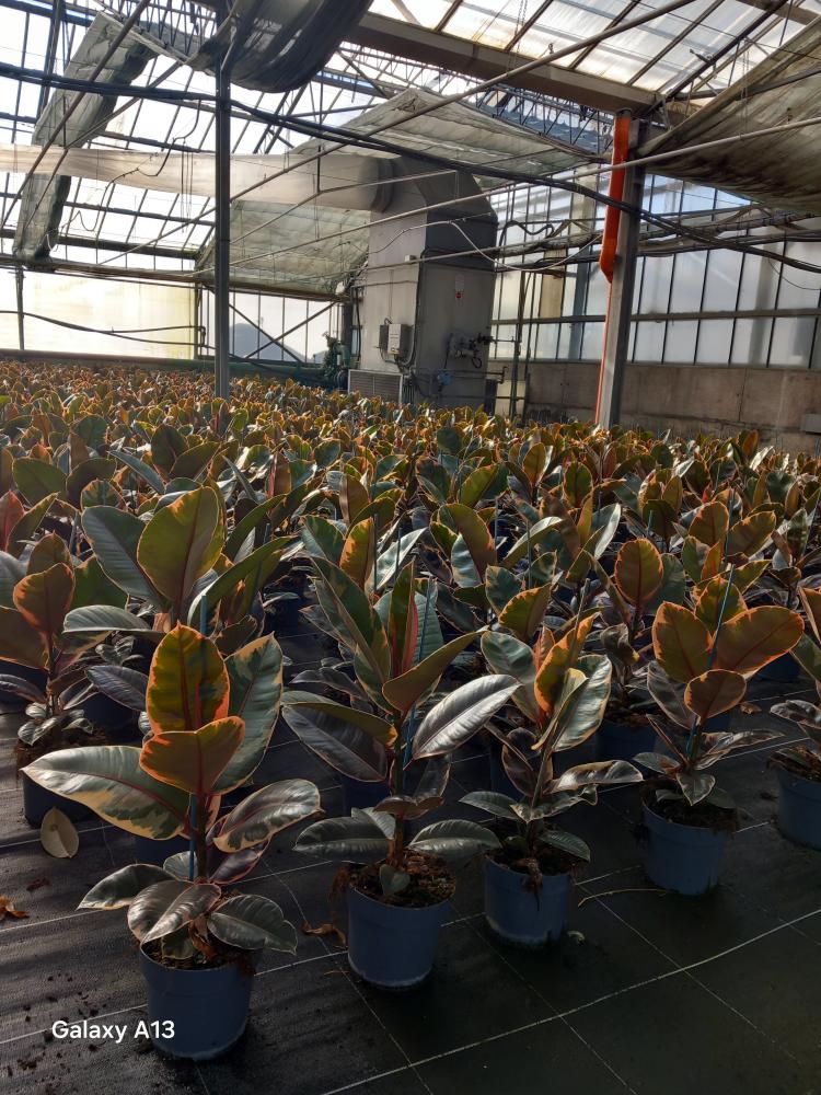 FICUS BELIZE 1P VP17
