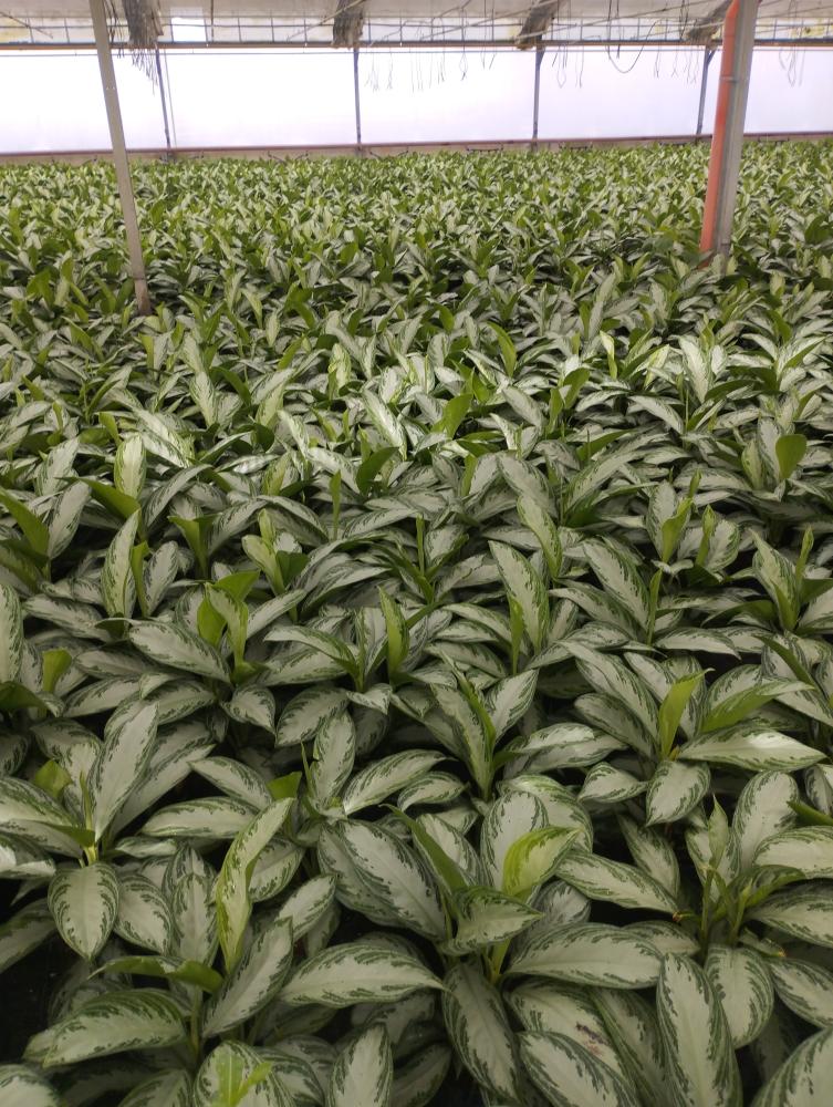AGLAONEMA S. BAY 2P VP17