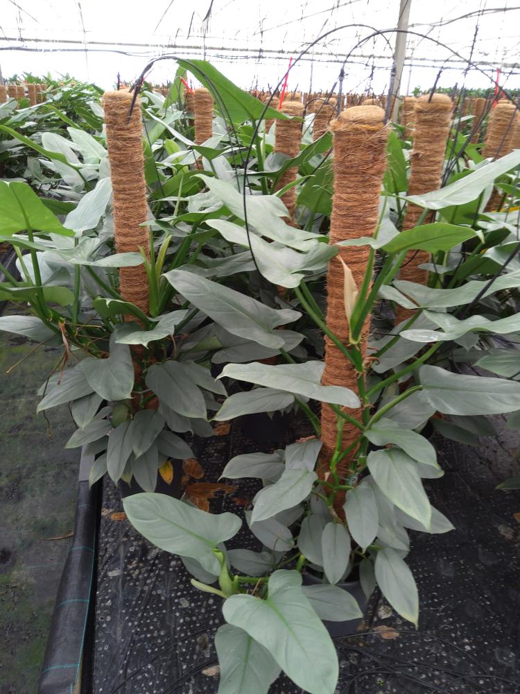 PHILODENDRON GREY H100 VP19
