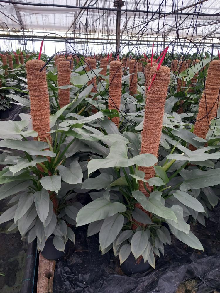 PHILODENDRON GREY H100 VP19