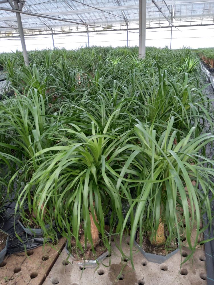 BEAUCARNEA CP26