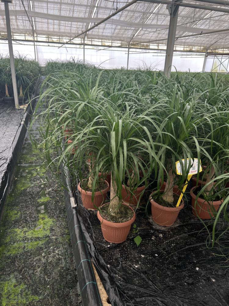 BEAUCARNEA CP26