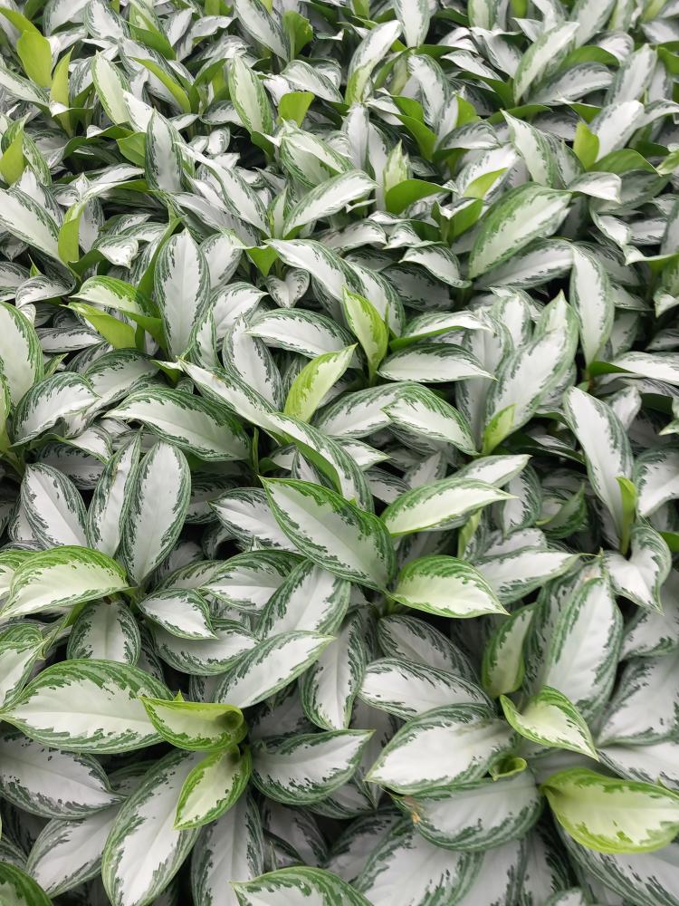 AGLAONEMA S. BAY 3P VP21
