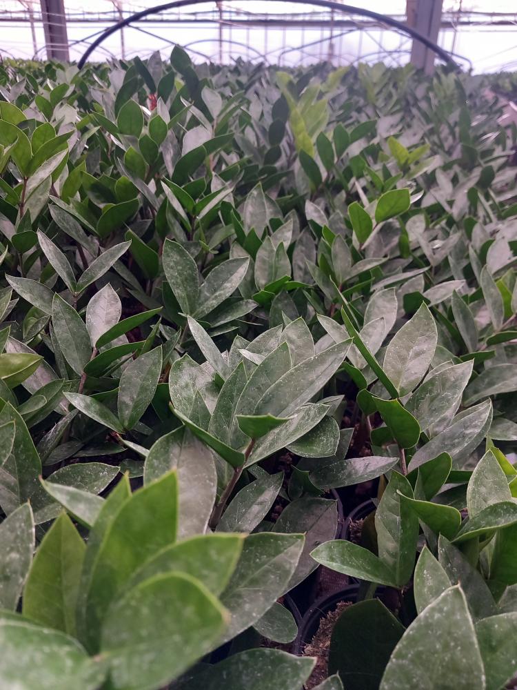 ZAMIOCULCAS VP12