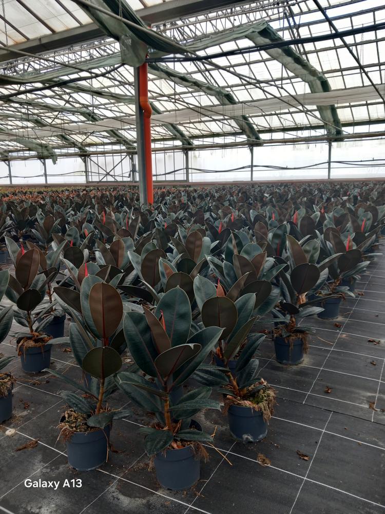 FICUS ABDJAN 1P VP17
