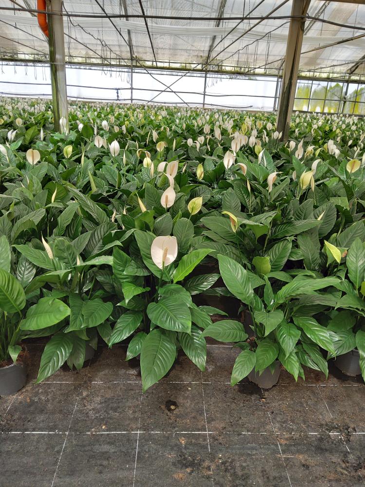 SPATHIPHYLLUM MARTINA VP17