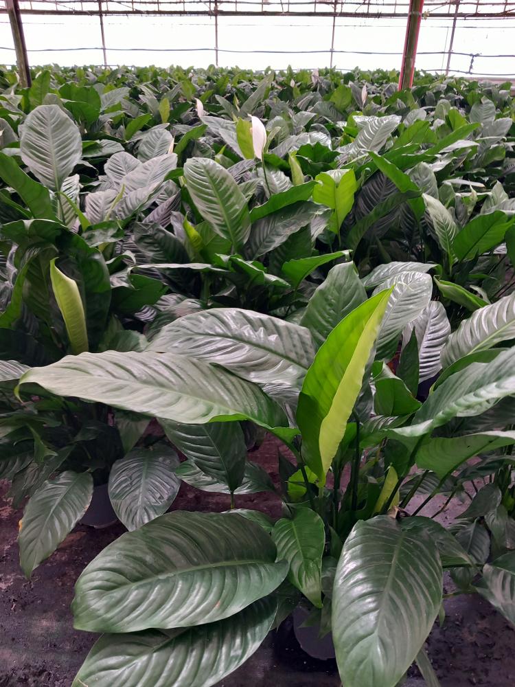 SPATHIPHYLLUM MARTINA VP17