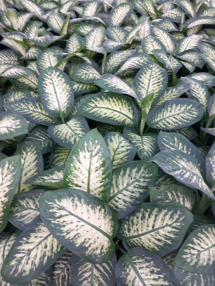 DIEFF. TROPIC SNOW 3P VP21