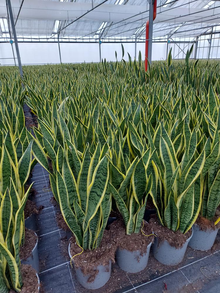 SANSEVIERIA LAURENTII VP21