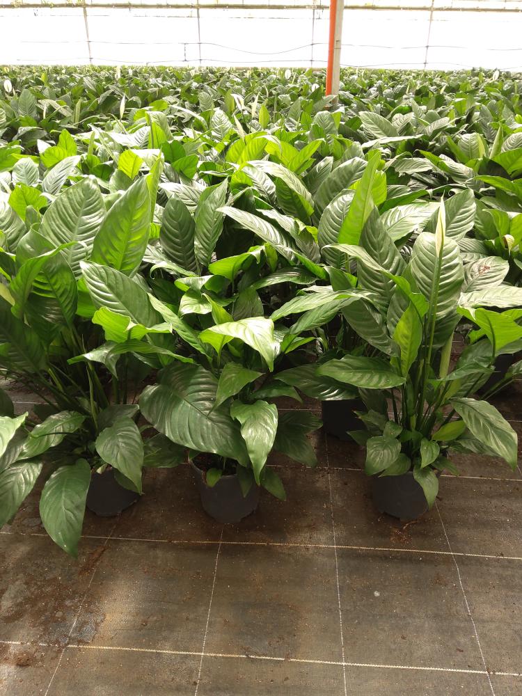 SPATHIPHYLLUM MARTINA VP17