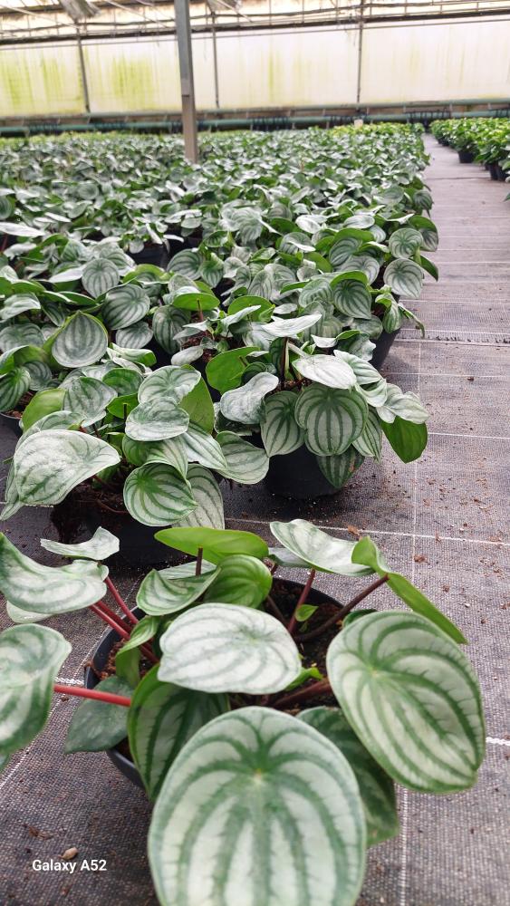 PEPEROMIA WATERMELON CP17