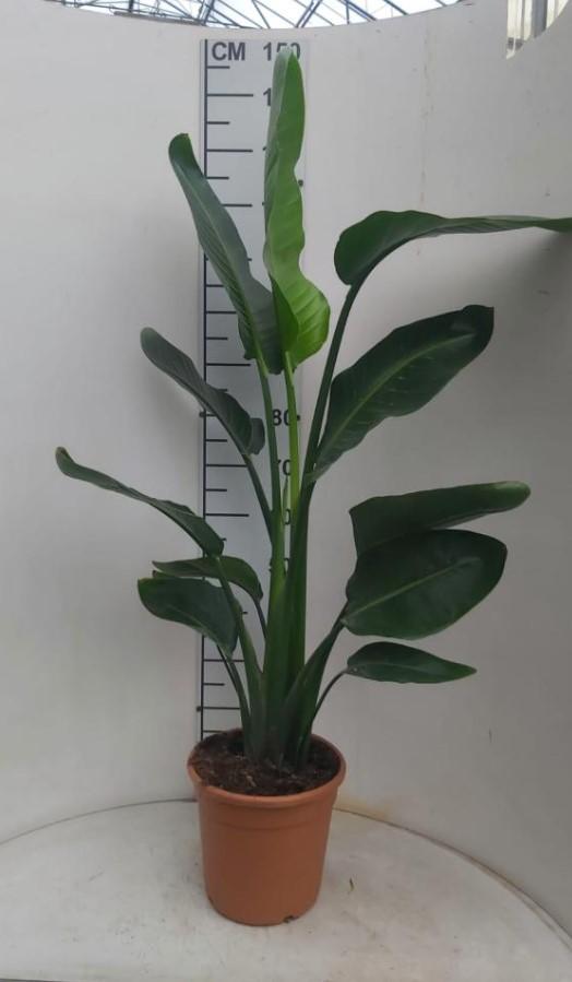 STRELITZIA AUGUSTEA VP24 2PIANTE H100