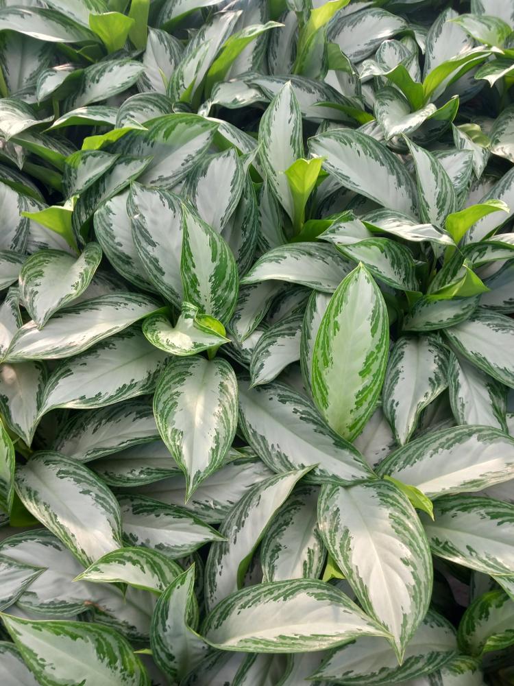 AGLAONEMA S. BAY 3P VP21