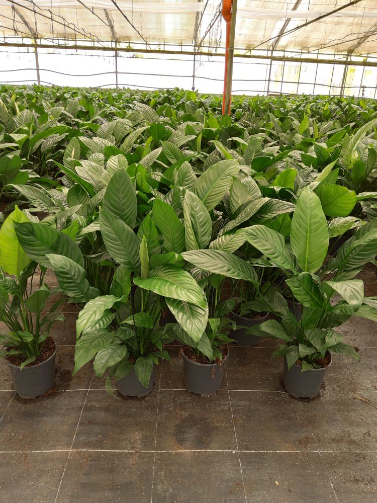 SPATHIPHYLLUM MARTINA VP17