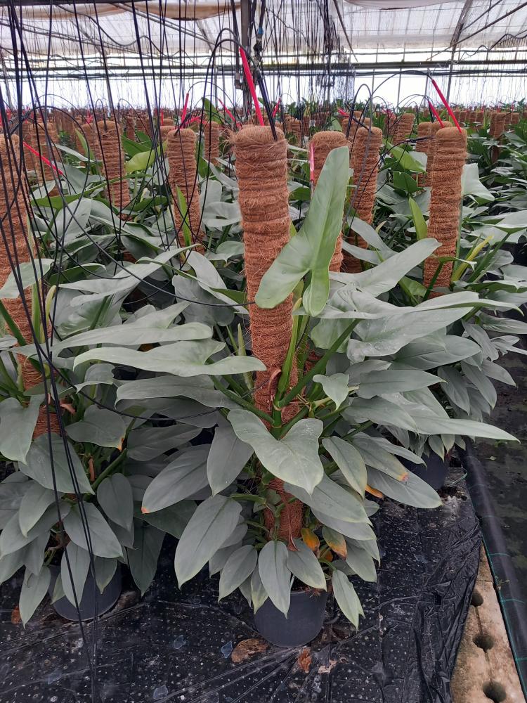 PHILODENDRON GREY H100 VP19