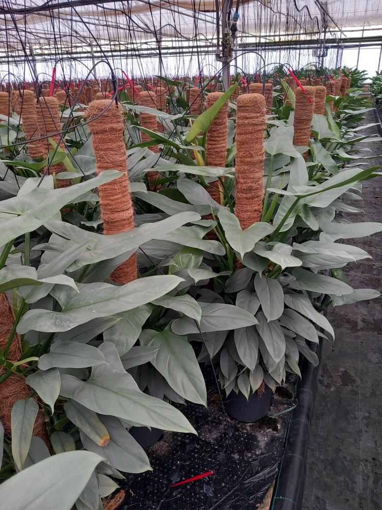 PHILODENDRON GREY H100 VP19