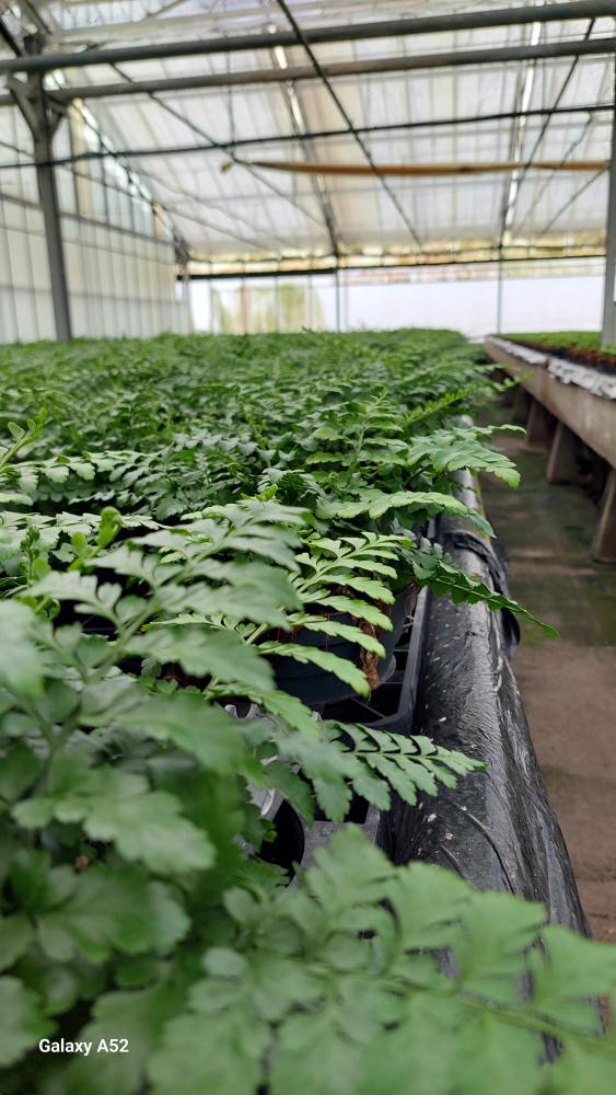 ASPLENIUM PARVATI CP17