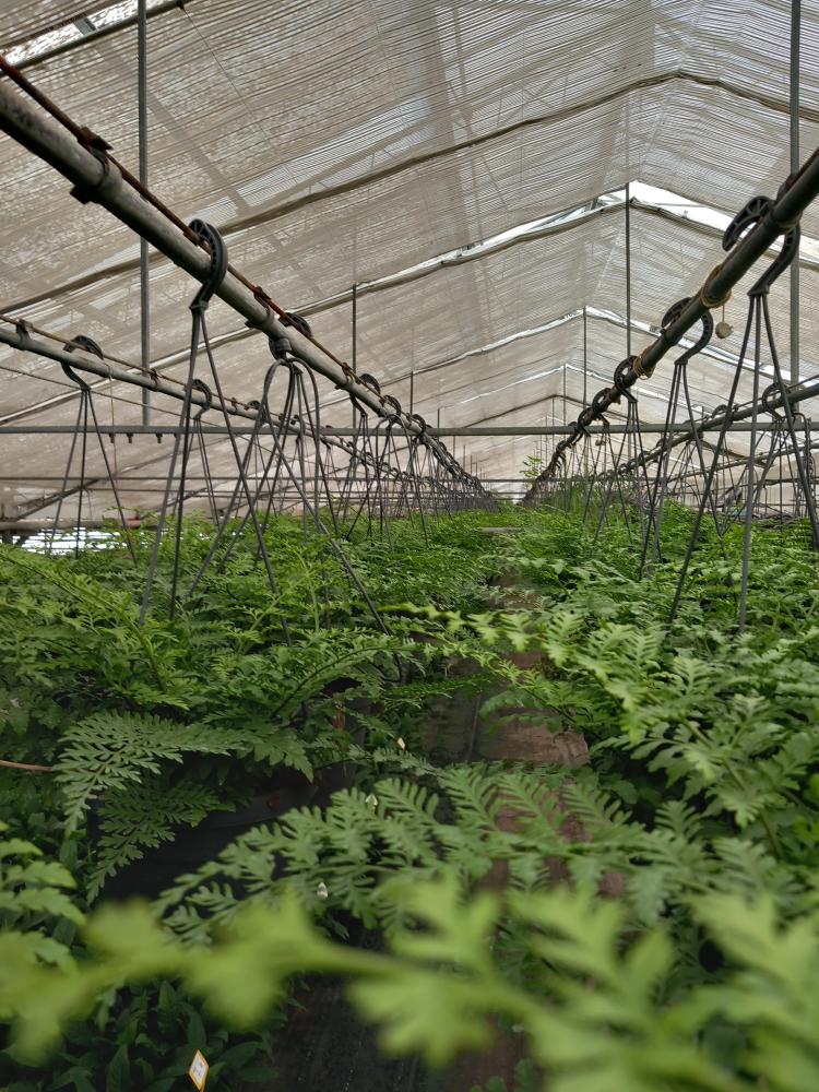 ASPLENIUM PARVATI BASKET BK20