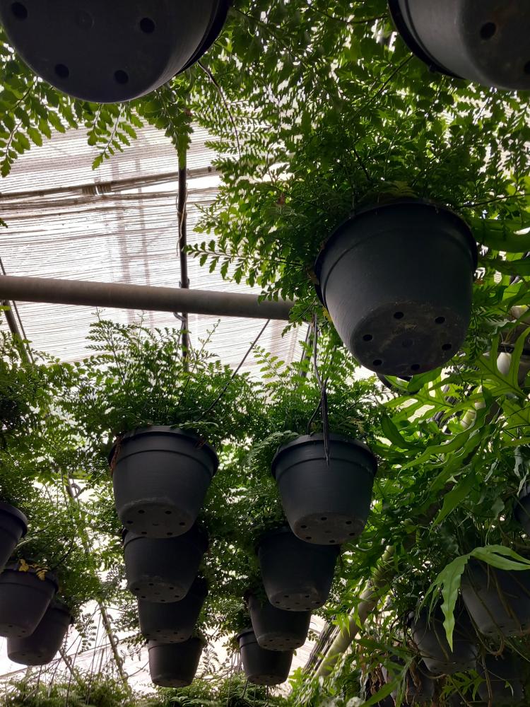 ASPLENIUM PARVATI BASKET BK20