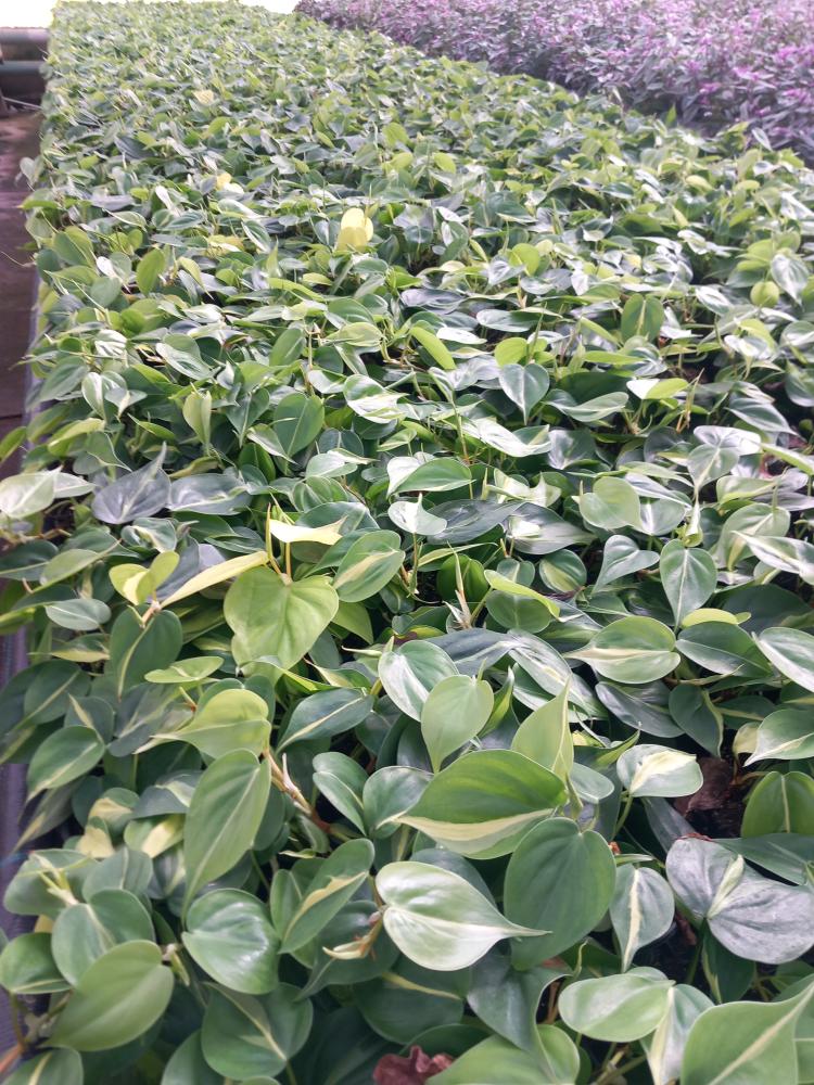 PHILODENDRON BRASIL VP12