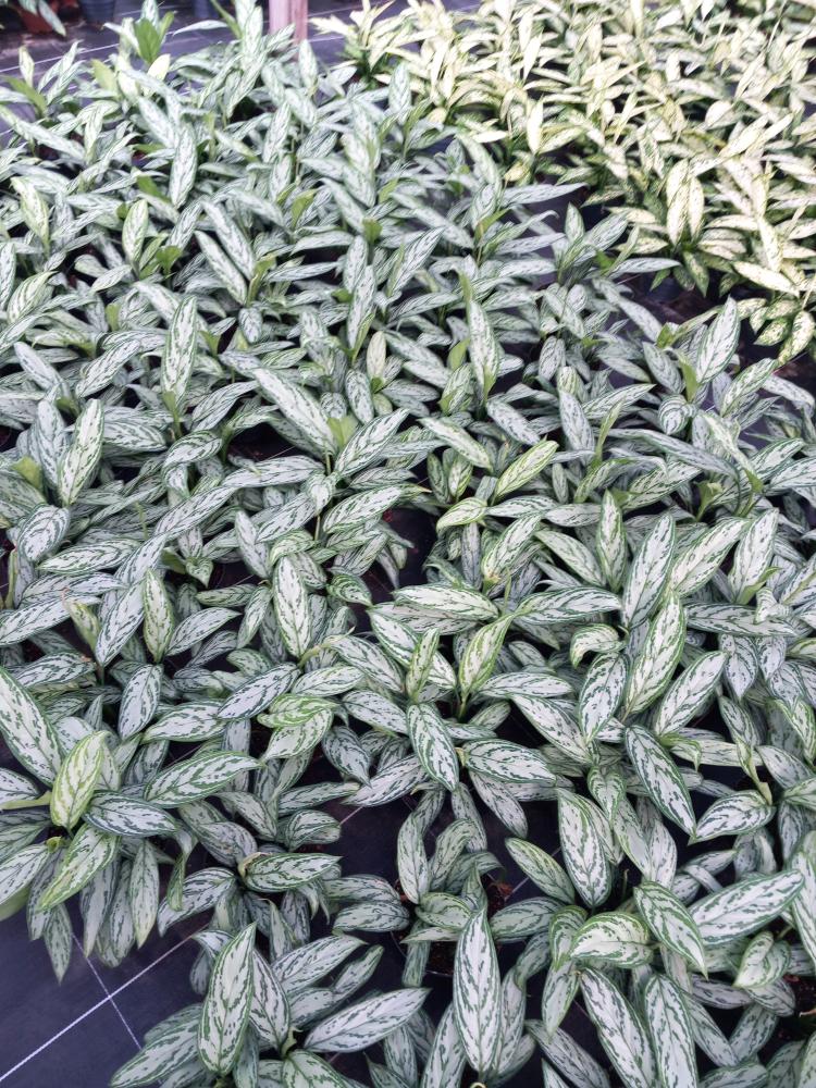 AGLAONEMA S. QUEEN 3P CP17