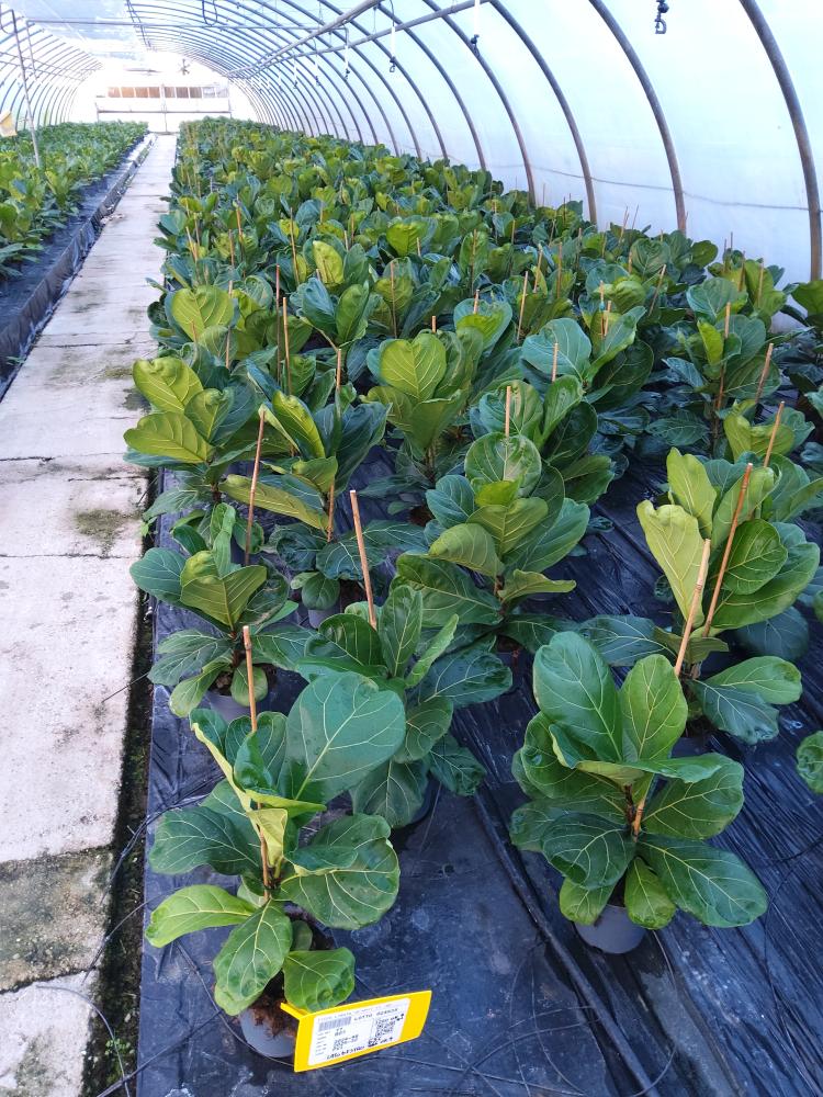 FICUS LYRATA 1P VP17