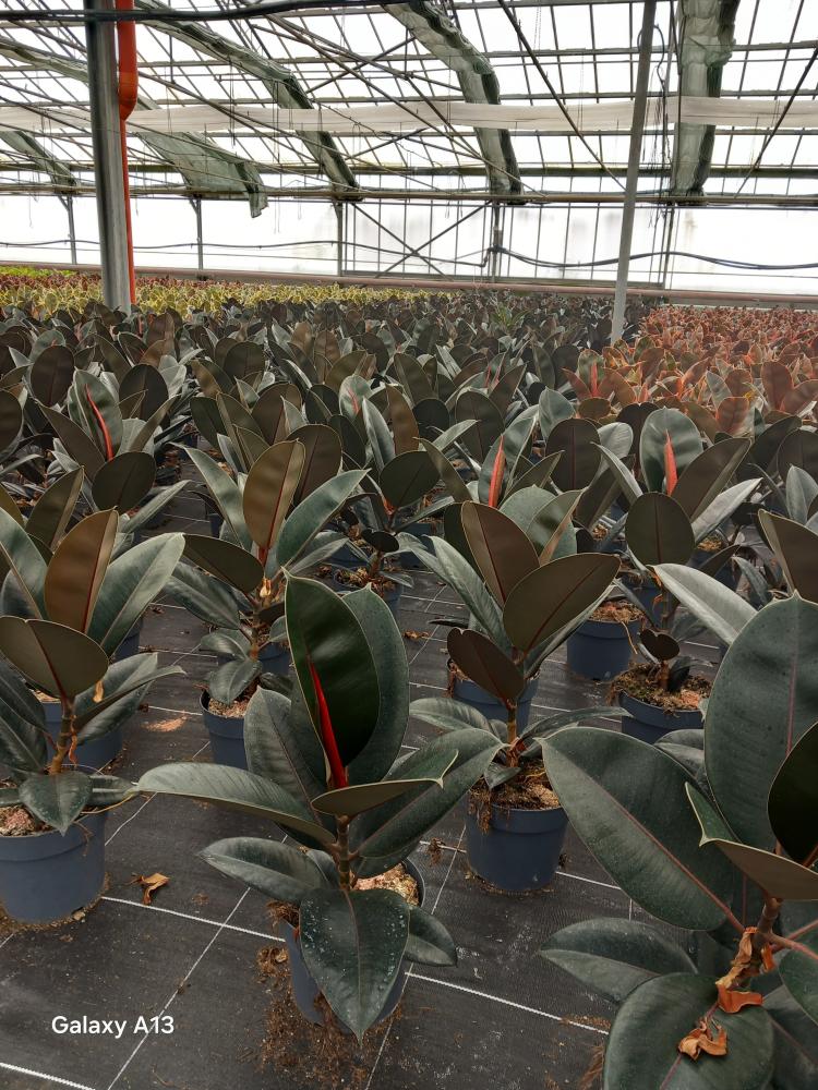 FICUS ABDJAN 1P VP17