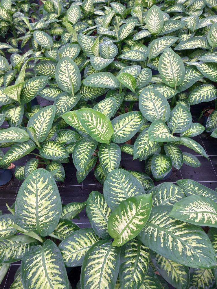 DIEFF. TROPIC SNOW 2P VP21