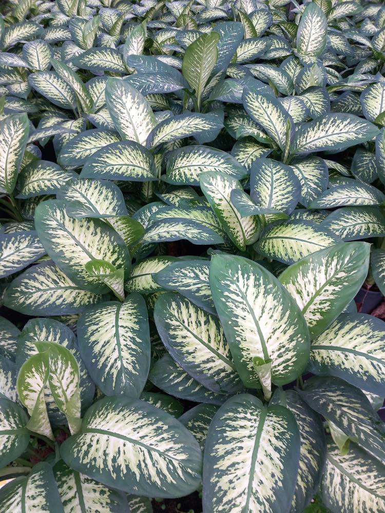 DIEFF. TROPIC SNOW 3P VP24
