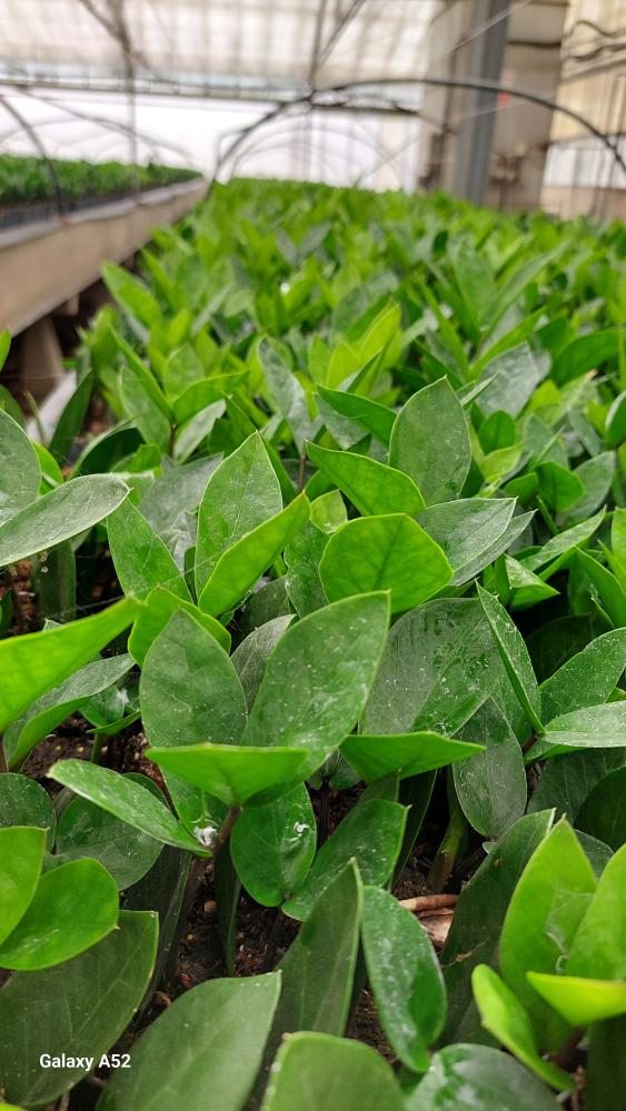 ZAMIOCULCAS VP05