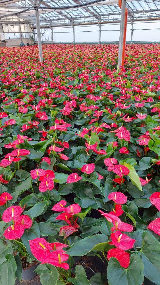 ANTHURIUM A. MICHIGAN VP17