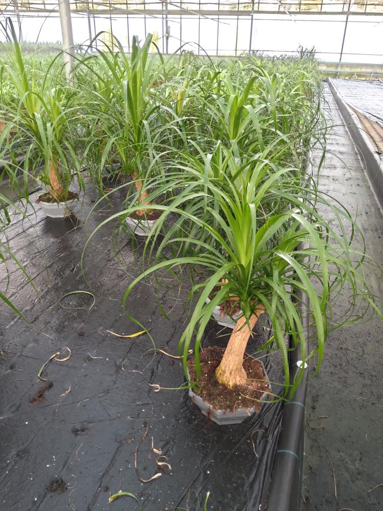 BEAUCARNEA CP22
