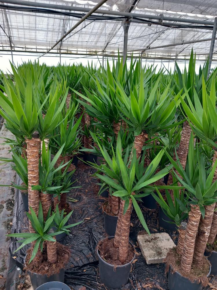 YUCCA H90/60/30 VP24