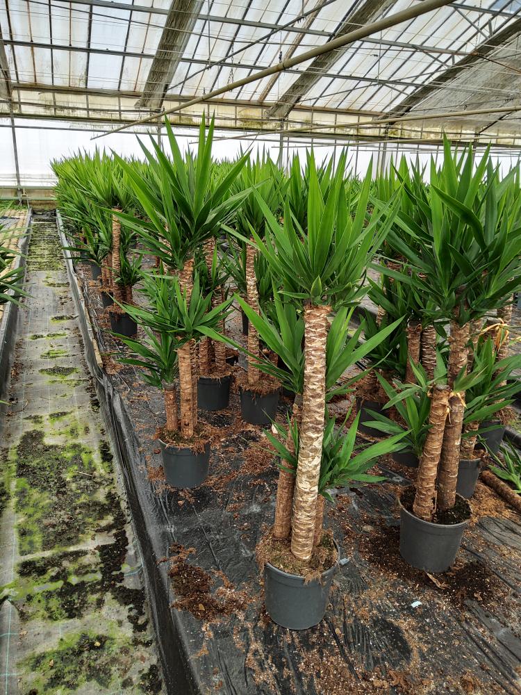 YUCCA H90/60/30 VP24
