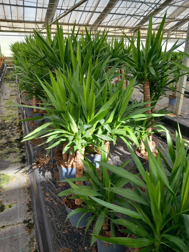 YUCCA H90/60/30 VP24