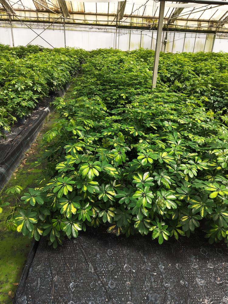 SCHEFFLERA GOLD CAPELLA 3P VP17