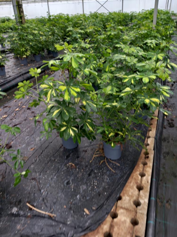 SCHEFFLERA GOLD CAPELLA 3P VP17
