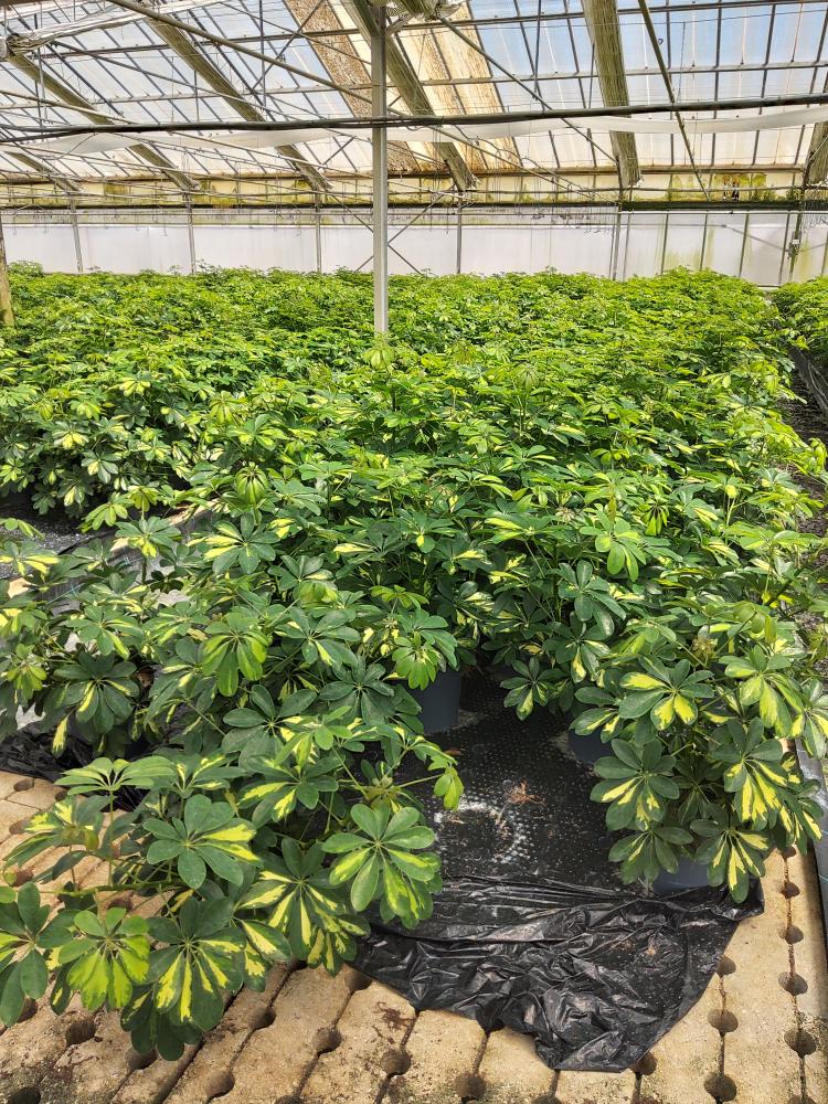 SCHEFFLERA GOLD CAPELLA 3P VP21