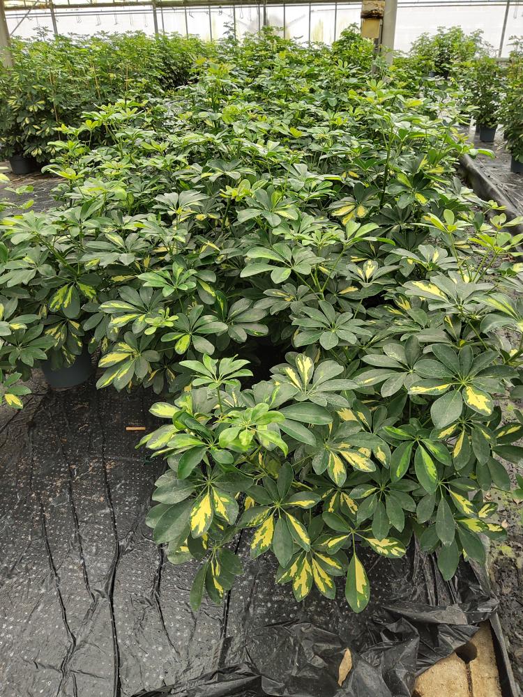 SCHEFFLERA GOLD CAPELLA 3P VP21