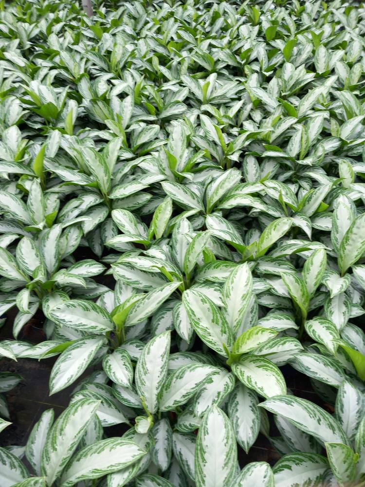 AGLAONEMA S. BAY 2P VP17