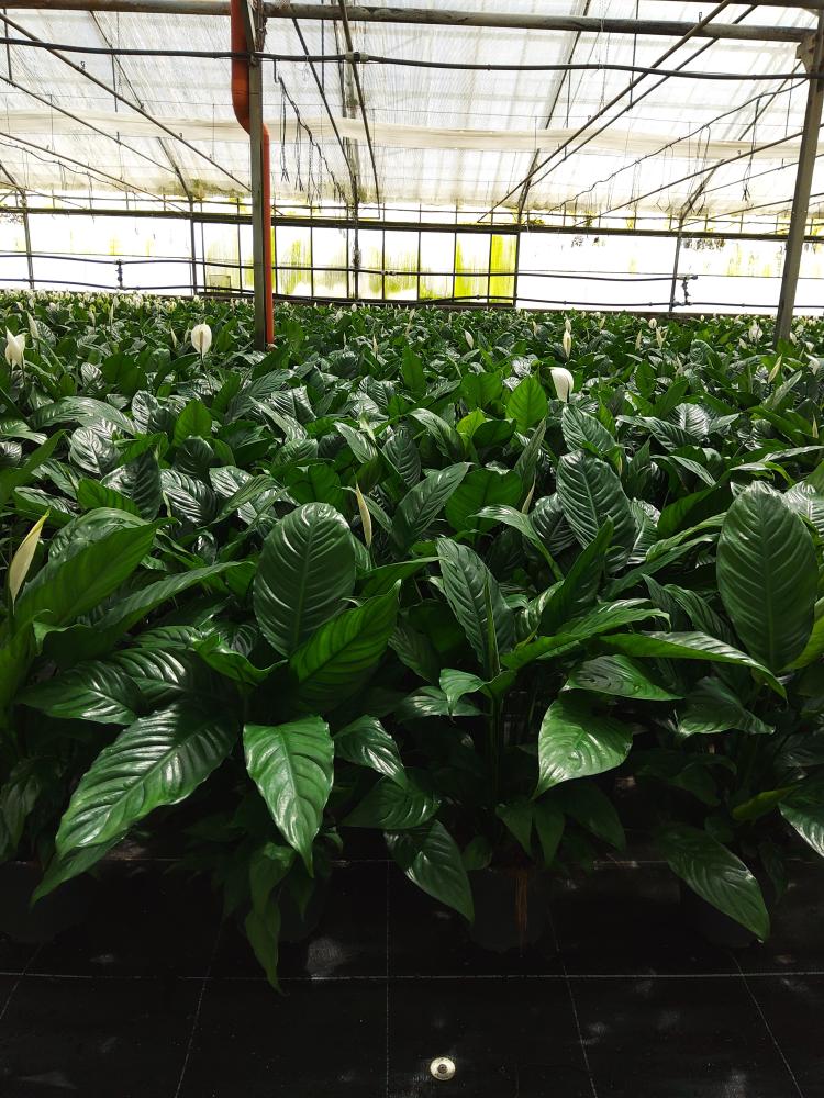 SPATHIPHYLLUM MARTINA VP17
