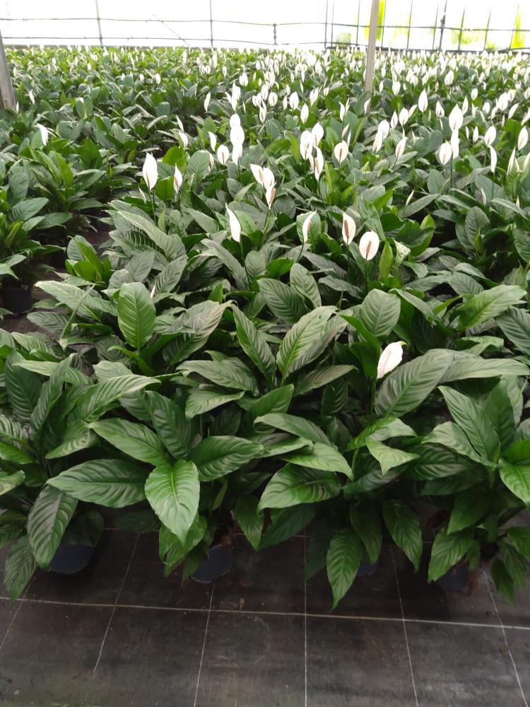 SPATHIPHYLLUM MARTINA VP17