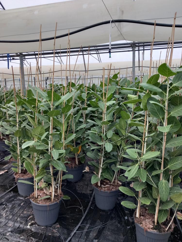 FICUS AUDREY VP35