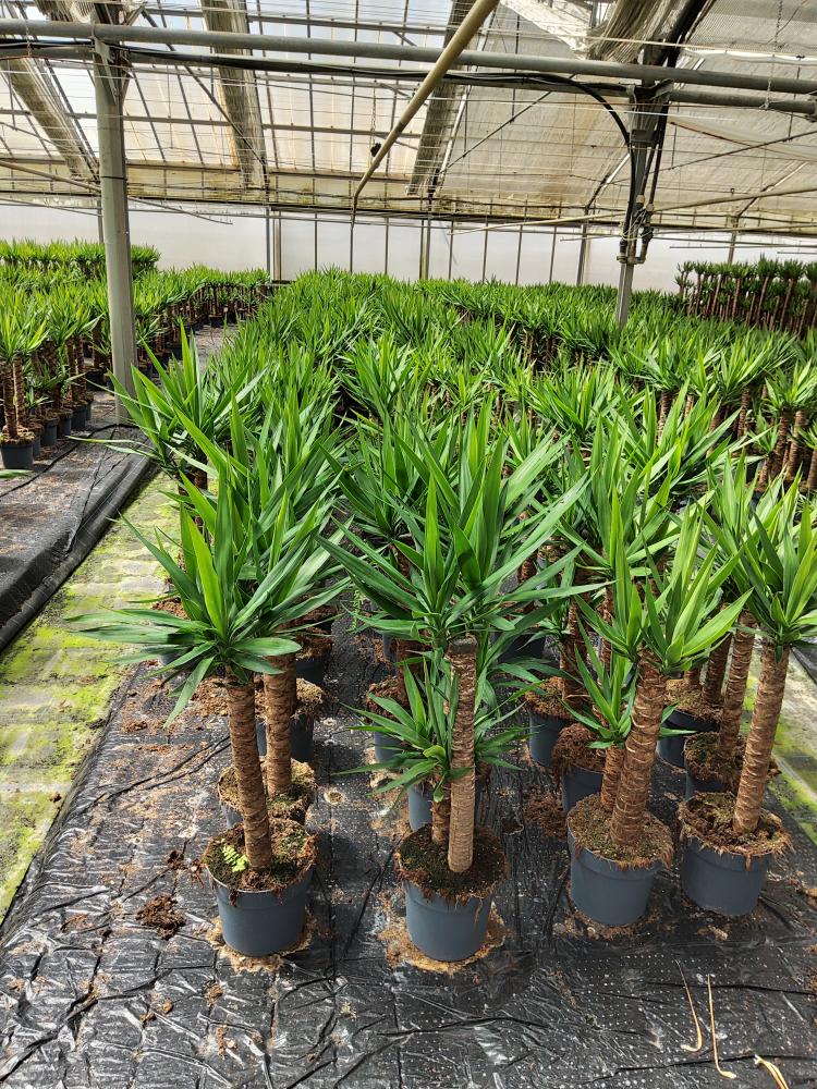 YUCCA H60/30 VP21