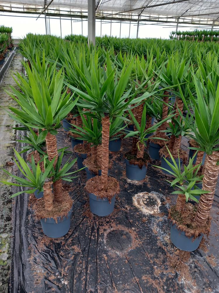YUCCA H60/30 VP21