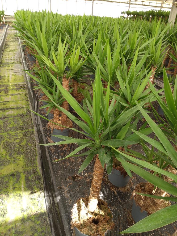 YUCCA H60/30 VP21