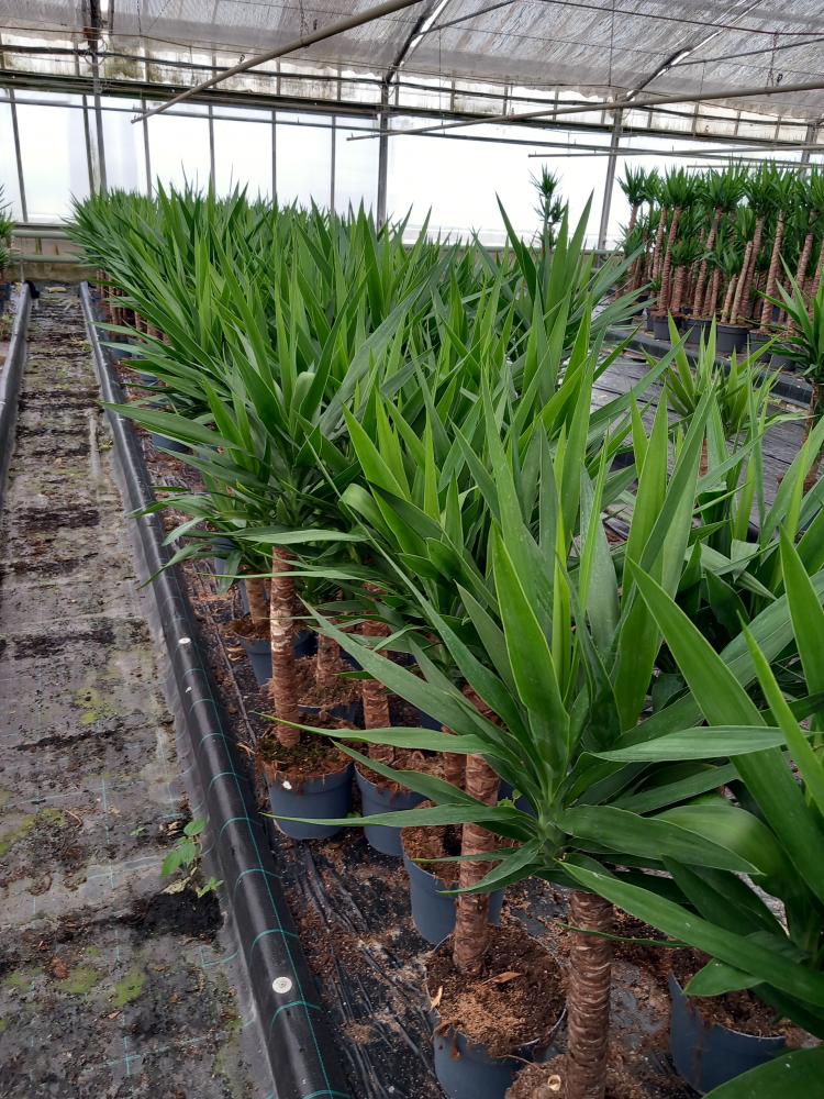 YUCCA H60/30 VP21