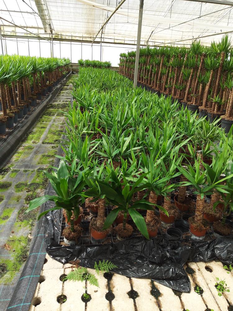 YUCCA H30 VP12