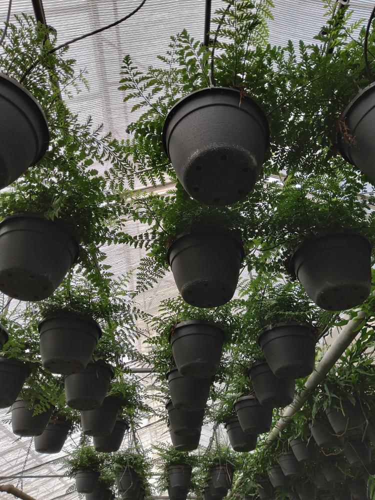 ASPLENIUM PARVATI BASKET BK20